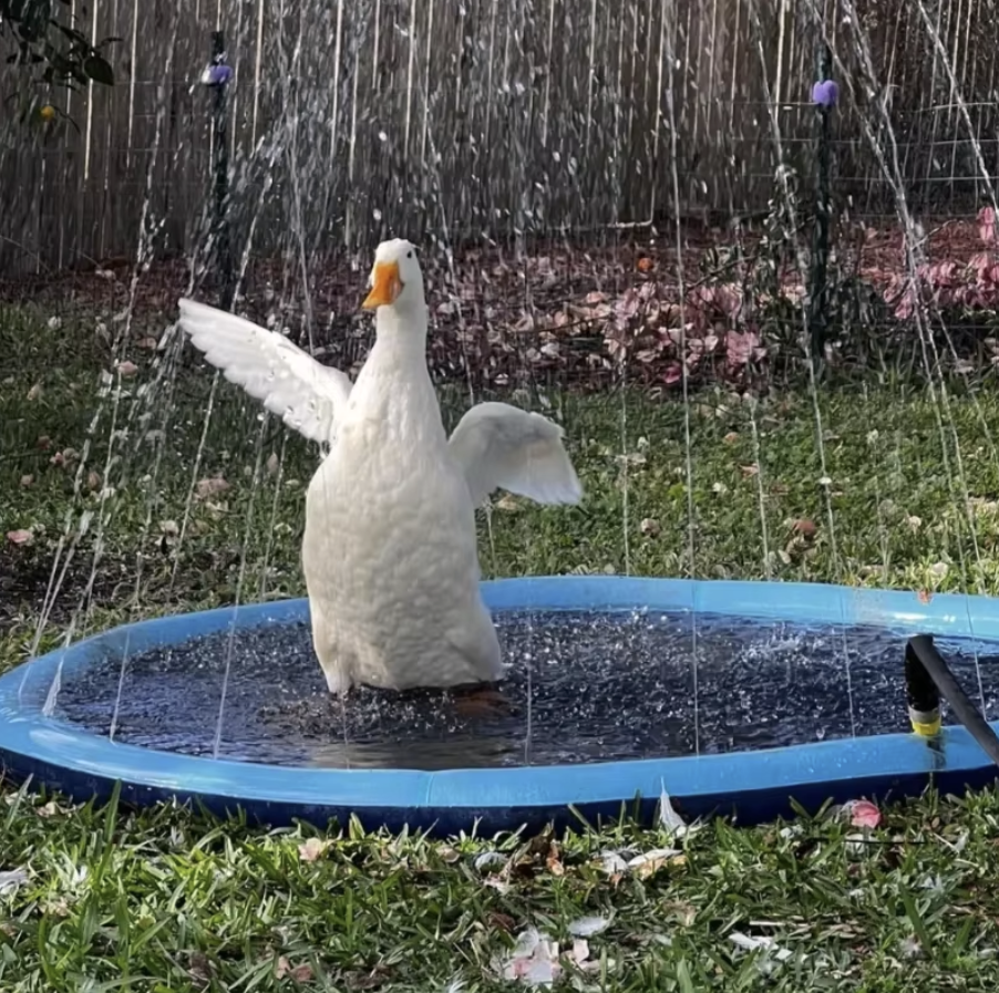 Piscine Gonflable Rafraîchissante pour Chien et Enfants